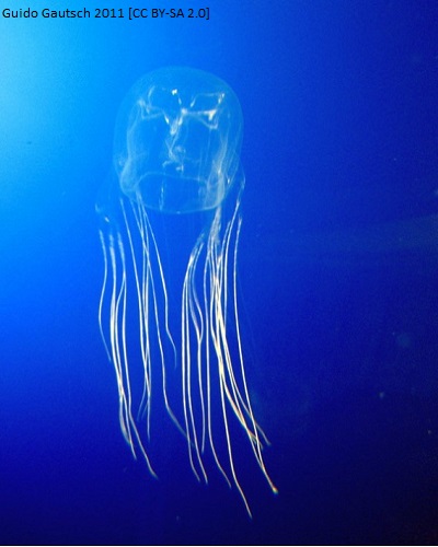 (Rev) box jellyfish article image 1