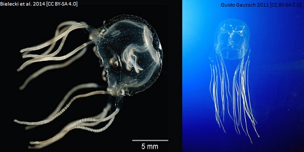 (Rev) box jellyfish article image 4