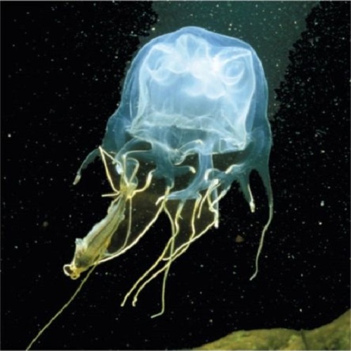 (Rev) box jellyfish thanks for reading image