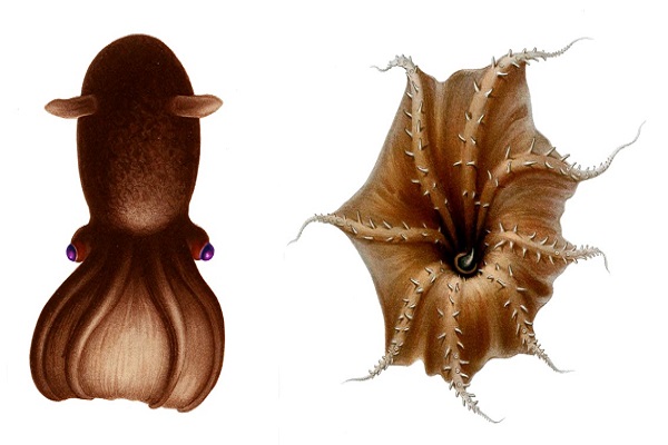 (Rev) vampire squid article image 1
