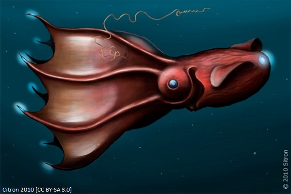 (Rev) vampire squid article image 2