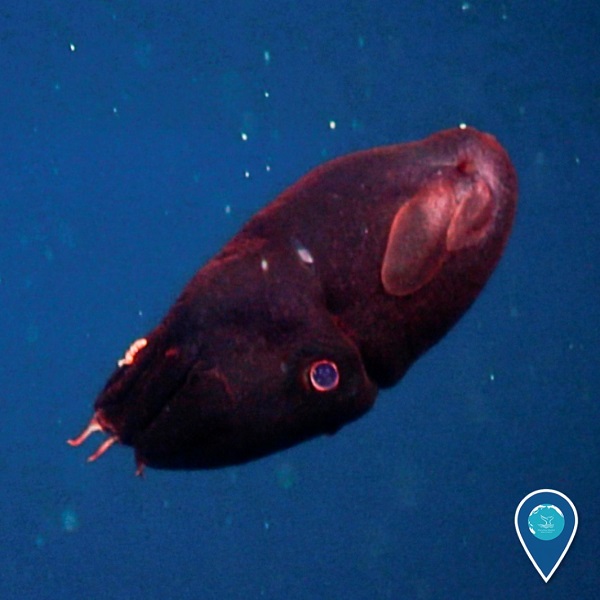 (Rev) vampire squid article image 3