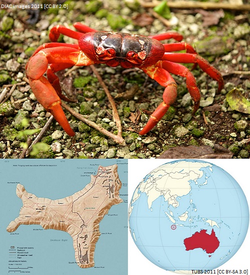 (Rev) christmas island crab article image 1