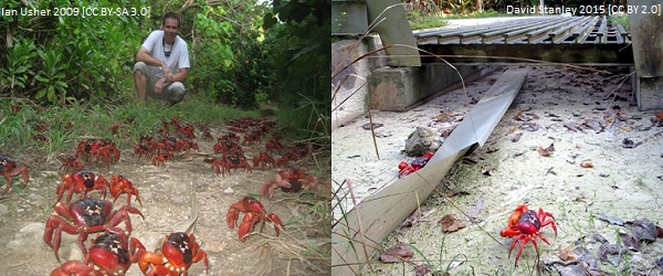 (Rev) christmas island crab article image 2