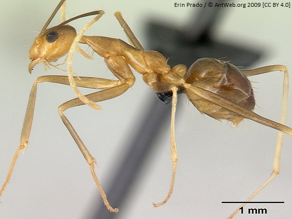 (Rev) christmas island crab article image 3