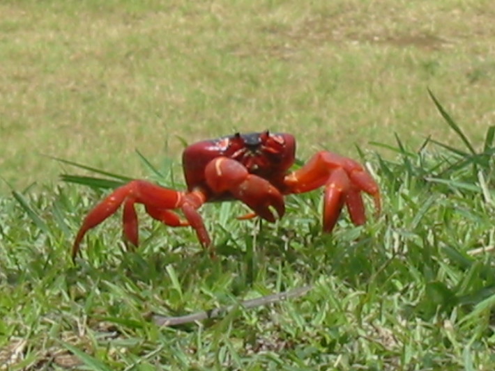 (Rev) christmas island crab thanks for reading