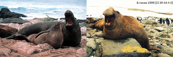 (Rev) elephant seal article image 1