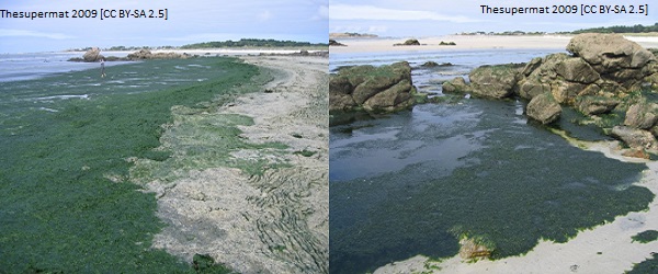 (Rev) Ulva spp blog article image 3