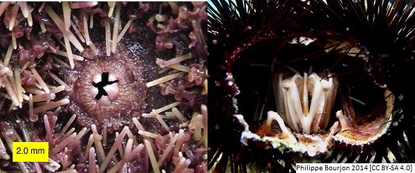 (Rev) urchin article image 1