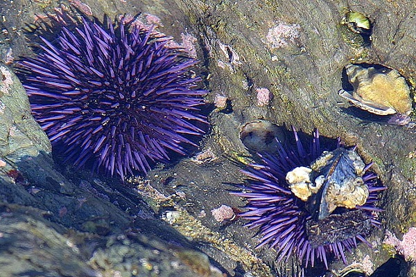 (Rev) urchin thanks for reading image