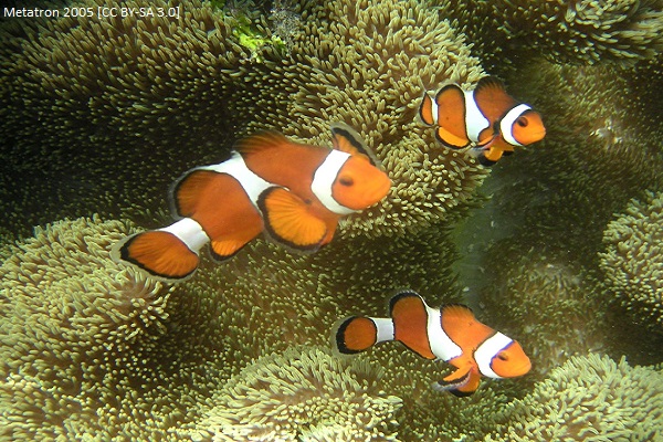 (Rev) Clownfish article image 1