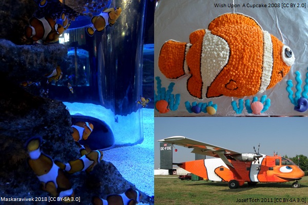 (Rev) Clownfish article image 2