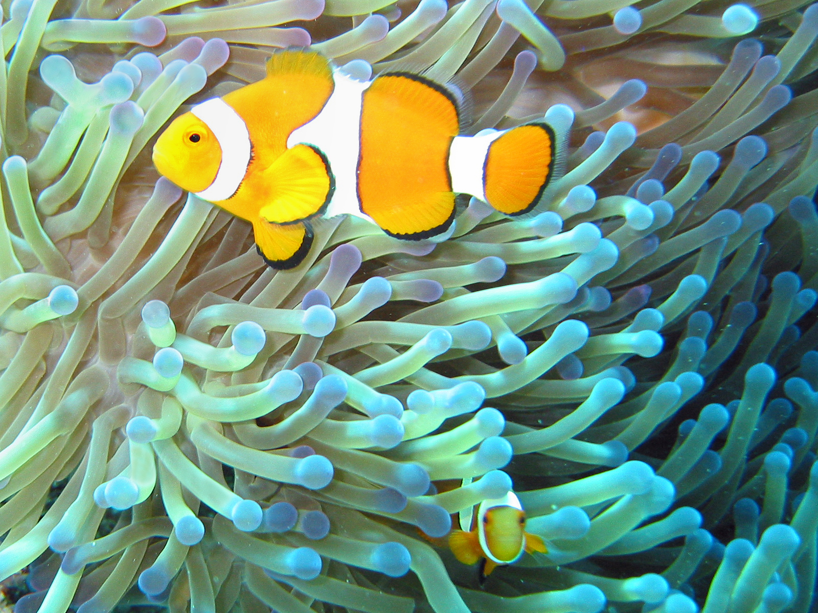 (Rev) Clownfish thanks for reading image