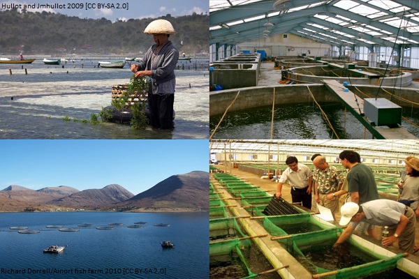 (Rev) Sponge article image 4