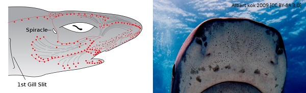 White shark article image 1