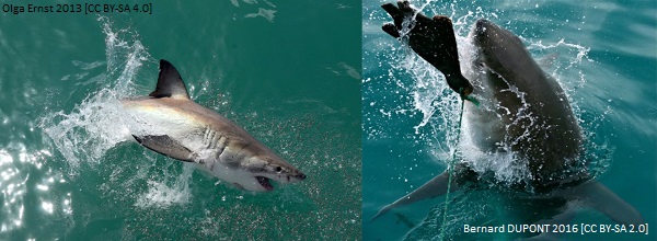 White shark article image 2