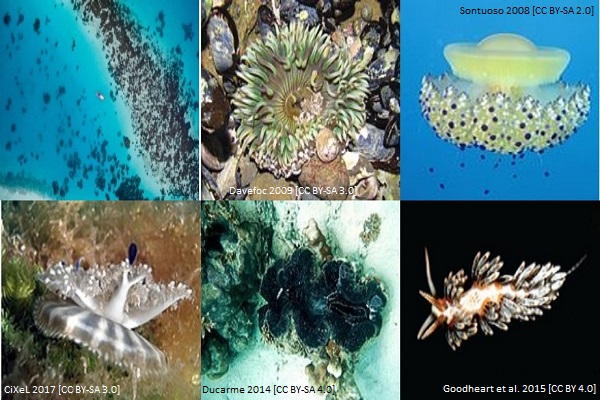 zooxanthellae article image 2