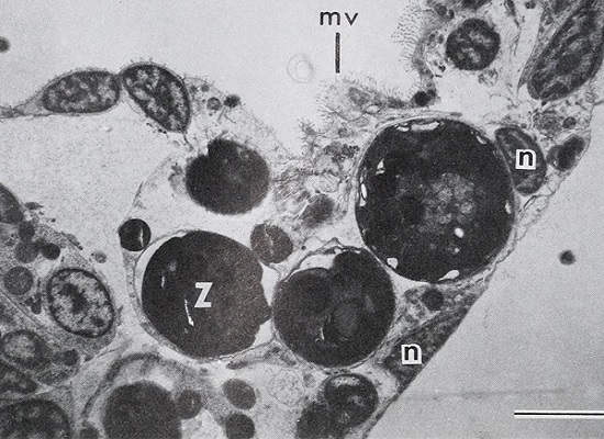 Zooxanthellae thanks for reading image