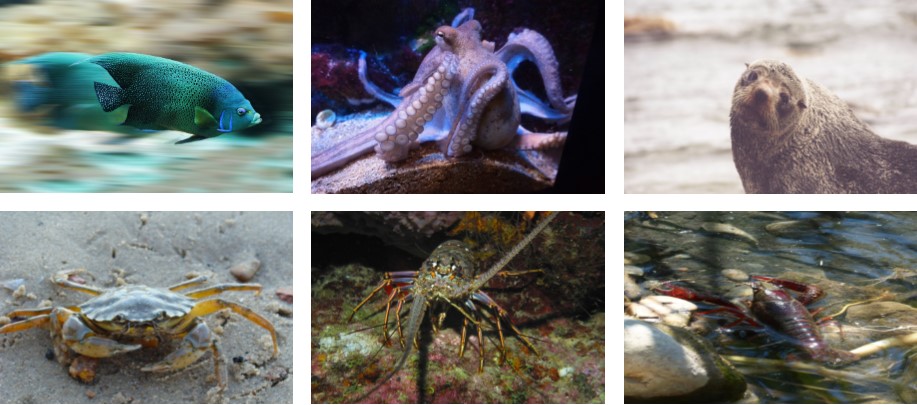 animals in pain legislation