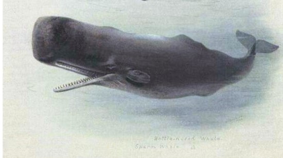 Sperm_whale_and_Bottlenose_whale