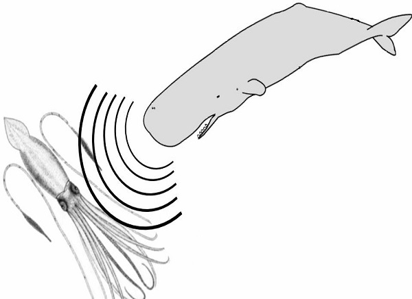 Sperm_whale_and_squid