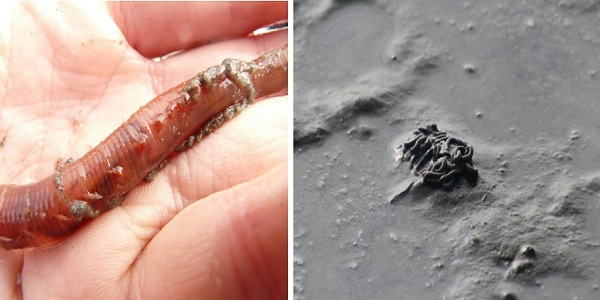 Lugworm and faecal cast