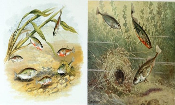 image 3-stickleback communication