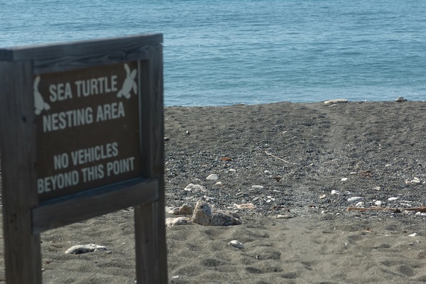 Green turtle article image 4