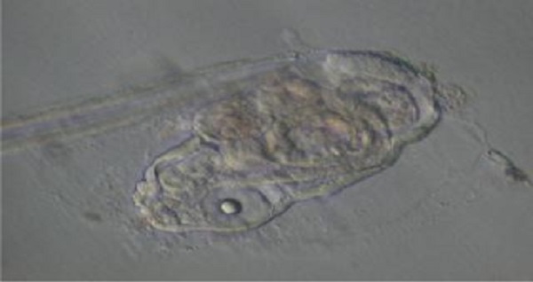 Larvacean article image 2