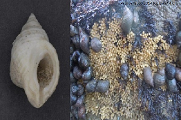 Dog whelk article image 1