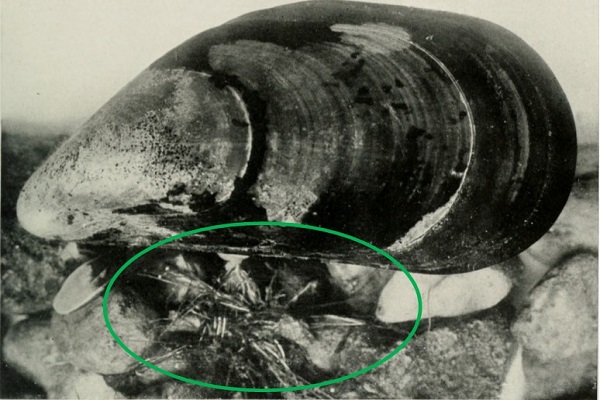 Dog whelk article image 2