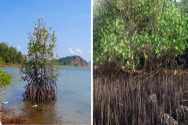 Mangrove blog article image 1