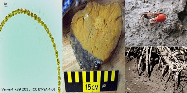 Mangrove blog article image 2