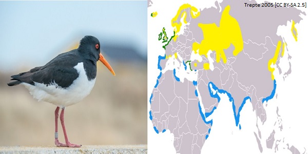 Eurasian oystercatcher image 1