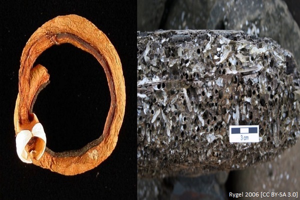 shipworm article image 1