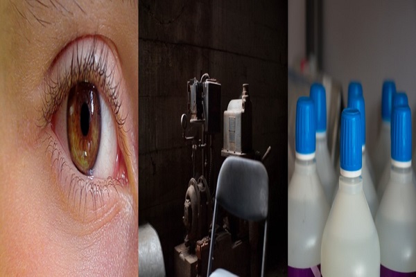 shipworm article image 3