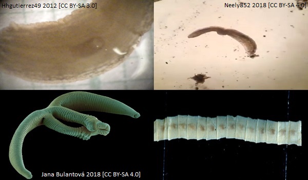 Flatworm article image 1