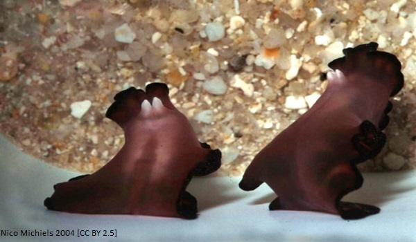 Flatworm article image 2