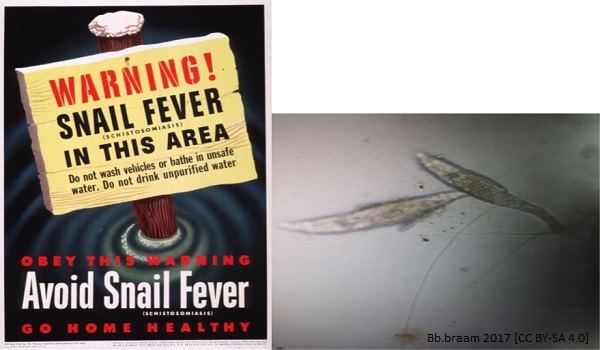 Flatworm article image 3