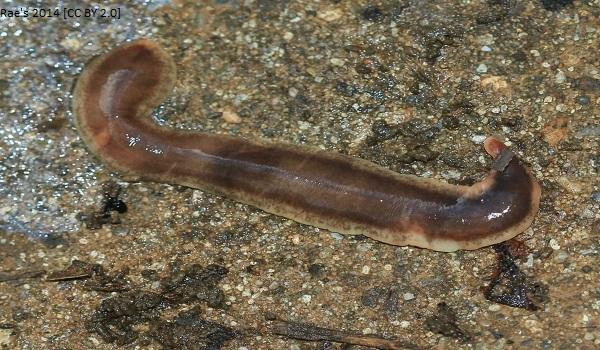 Flatworm article image 4