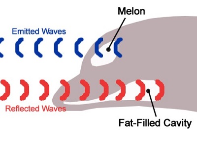 Orca article image 2