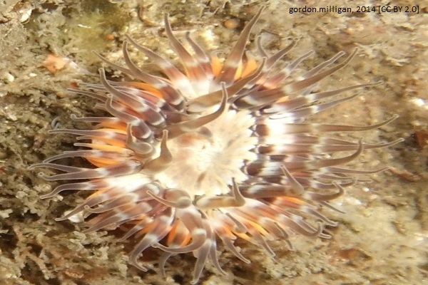 Elegant anemone blog article image 1