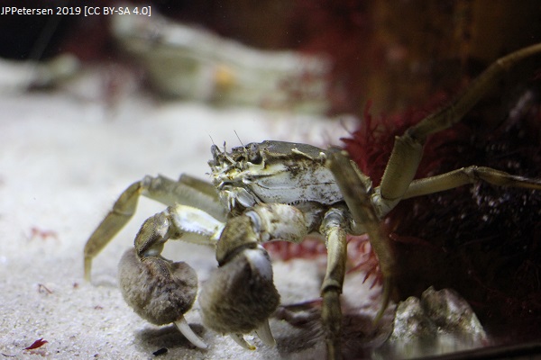 Chinese mitten crab image 1