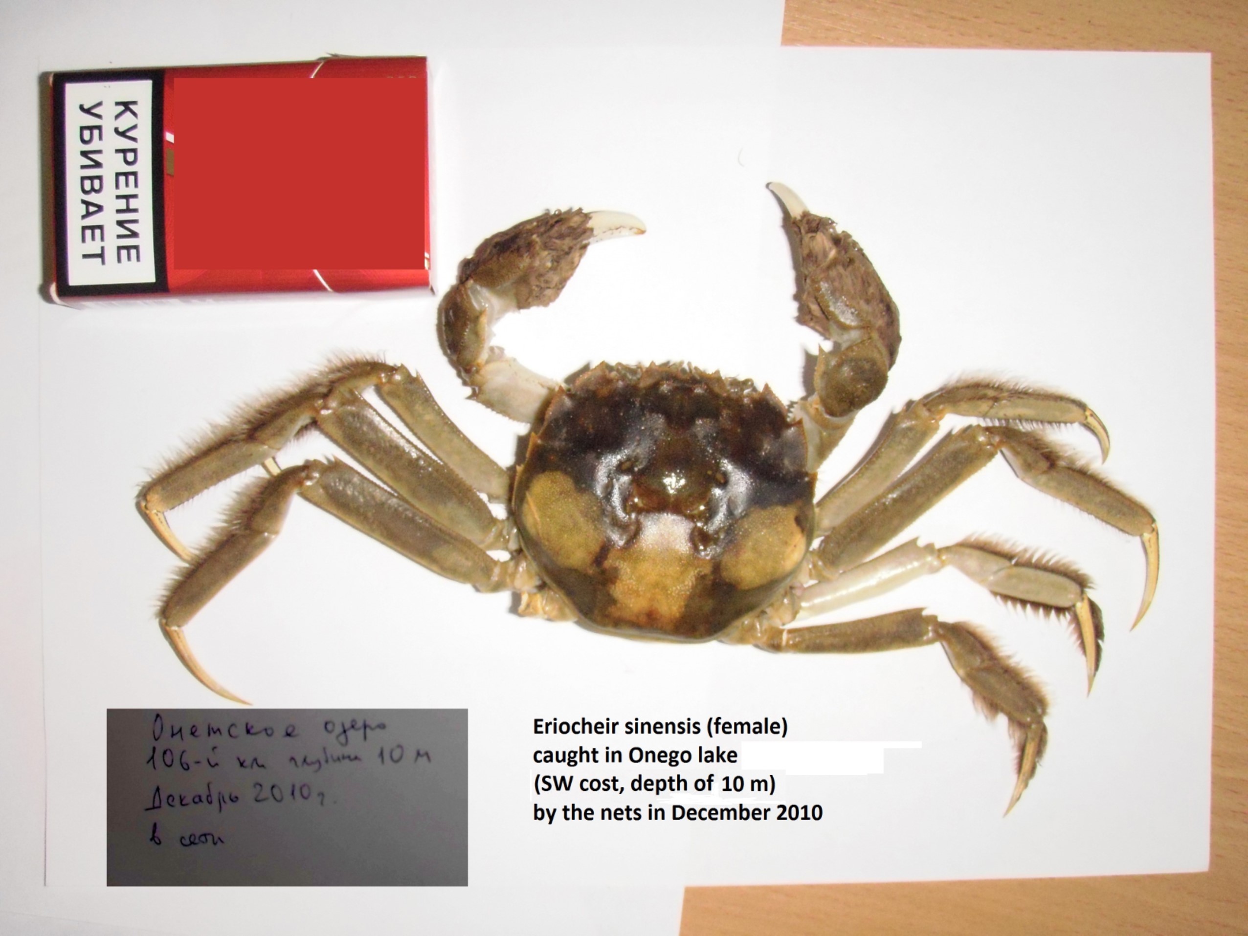 Chinese mitten crab image 5