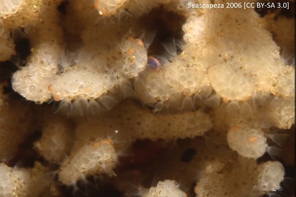 bryozoan blog image 2