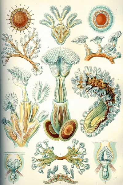bryozoan blog image 3