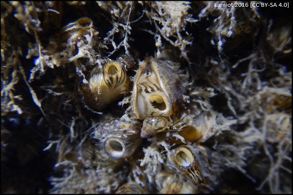 bryozoan blog image 4