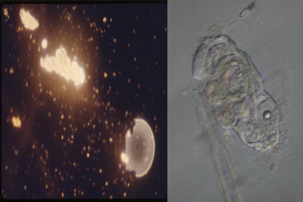 Marine snow article image 3