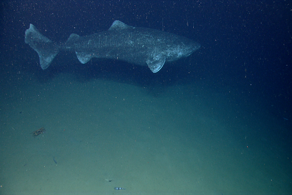 greenland shark image 1