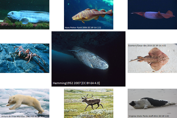 greenland shark image 2